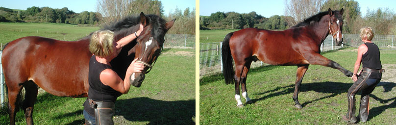 DIPO Pferdeosteopathie